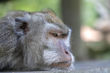 Ormanda maymun Aile, Ubud, ada Bali, Endonezya. Yakın çekim