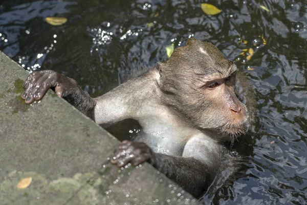 숲, 우붓, 섬 발리, 인도네시아에서 원숭이 가족. 클로즈업 — 스톡 사진