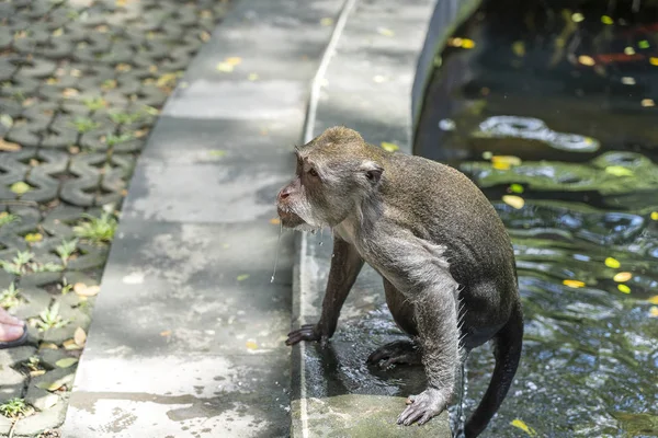 森林、ウブド、島バリ、インドネシアの猿の家族。クローズアップ — ストック写真