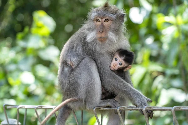 森林、ウブド、島バリ、インドネシアの猿の家族。クローズアップ — ストック写真