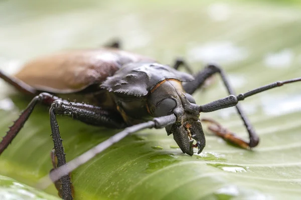 Reus Fijian Longhorn kever van eiland Koh Phangan, Thailand. Close-ups, macro. Gigantische Fijiaanse kever, Xixuthrus Heros is een van de grootste levende insectensoorten. Grote tropische keversoorten — Stockfoto