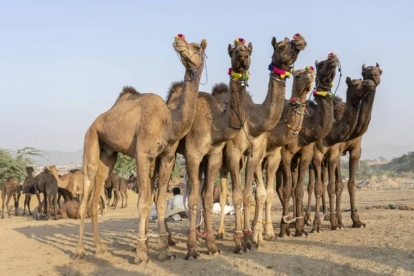 Wielbłądy w pustyni Thar podczas Pushkar Camel Fair, Rajasthan, Indie — Zdjęcie stockowe