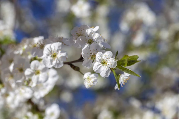 White flowers of the cherry blossoms on a spring day over blue sky background. Flowering fruit tree in Ukraine, close up — Stock Photo, Image
