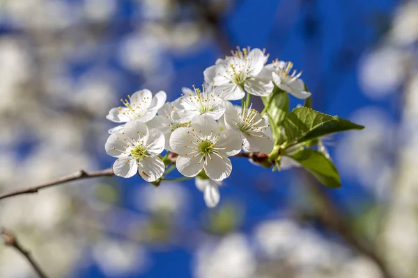 Flores blancas de los cerezos florecen en un día de primavera sobre el fondo azul del cielo. Árbol frutal con flores en Ucrania, de cerca —  Fotos de Stock