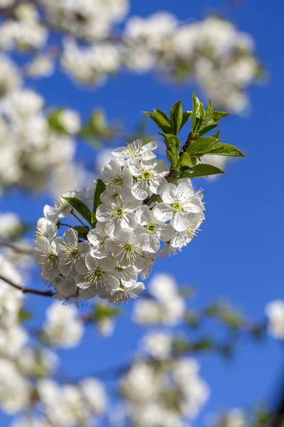 White flowers of the cherry blossoms on a spring day over blue sky background. Flowering fruit tree in Ukraine, close up — Stock Photo, Image