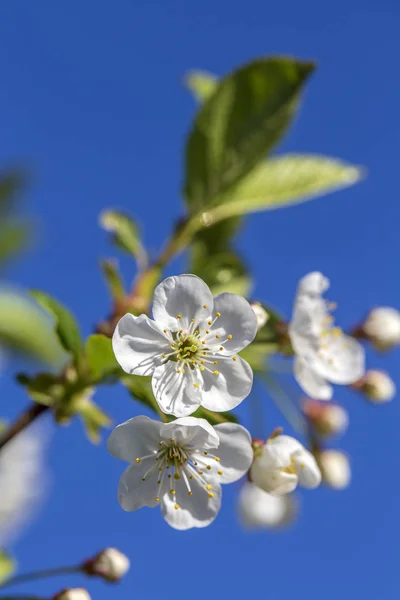 White flowers of the cherry blossoms on a spring day over blue sky background. Flowering fruit tree in Ukraine, close up — Stock Photo, Image