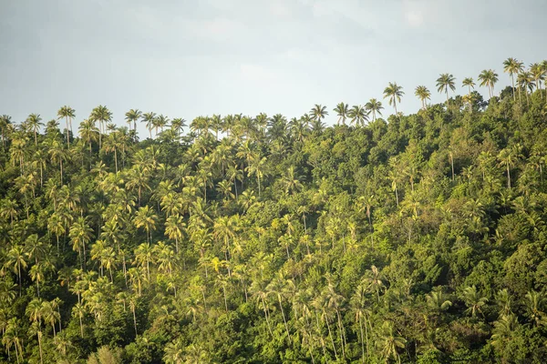 Sziluettje zöld kókusz fák háttér a hegy szigeten Koh Phangan, Thaiföld — Stock Fotó