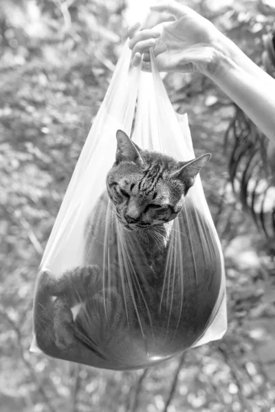 Chat Blanc Images Libres De Droit Photos De Chat Blanc Depositphotos Chat Blanc Images Libres De Droit Photos De Chat Blanc Depositphotos