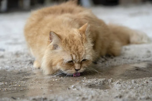 Beautiful ginger cat drinking water from the stream, closeup — Stock Photo, Image