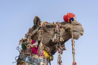 Pushkar Camel Fair, Rajasthan, Hindistan sırasında çöl Thar bir deve süslenmiş başkanı. Yakın çekim