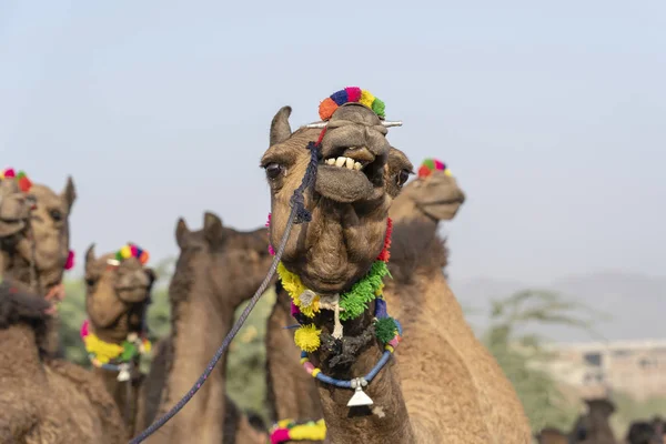 Kamele in der Wüste thar während Pushkar Kamelmesse, Rajasthan, Indien — Stockfoto