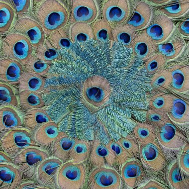 Turist için pazarda tavus kuşu tüyü yakın. Udaipur, Rajasthan, Hindistan