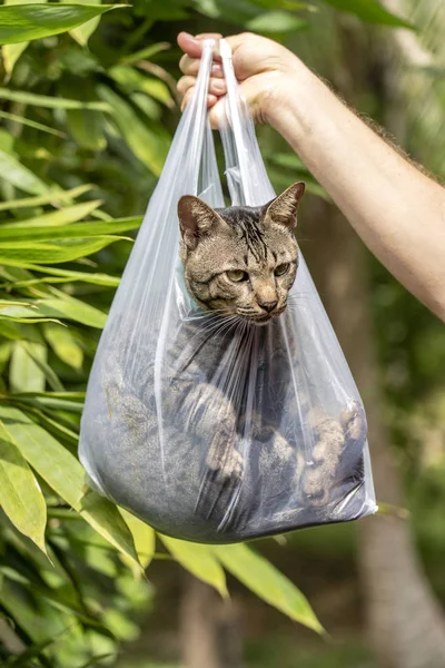 Όμορφη γκρι γάτα γάτος είναι μέσα σε μια πλαστική σακούλα, κοντινό — Φωτογραφία Αρχείου