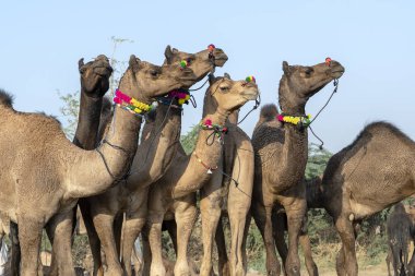 Pushkar Camel Fuarı sırasında Çöl Thar 'da deve, Rajasthan, Hindistan