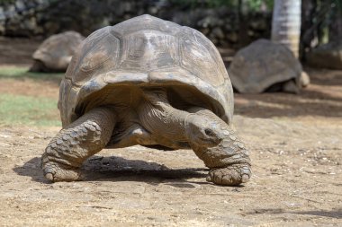 Dev kaplumbağalar, tropik ada Mauritius dipsochelys gigantea