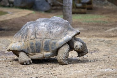 Dev kaplumbağalar, tropik ada Mauritius dipsochelys gigantea