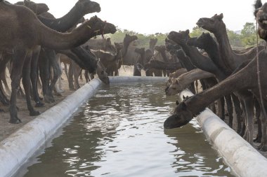 Camels Pushkar Camel Fair, Rajasthan, Hindistan sırasında çöl Thar su içmek