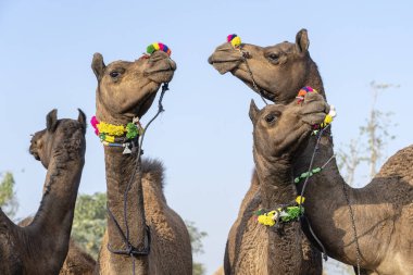 Pushkar Camel Fuarı sırasında Çöl Thar 'da deve, Rajasthan, Hindistan