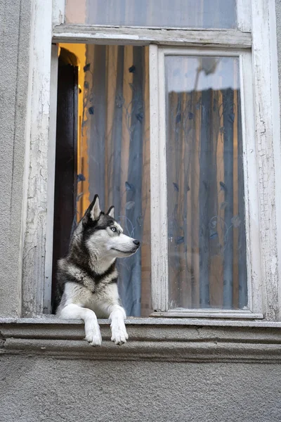 สุนัขฮัสกี้ไซบีเรียที่มีตาสีฟ้านั่งอยู่ในหน้าต่างและรอเจ้าของ — ภาพถ่ายสต็อก