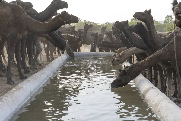 I cammelli bevono acqua nel deserto Thar durante Pushkar Camel Fair, Rajasthan, India — Foto Stock