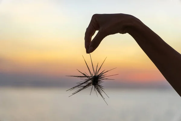 Silhouette di giovane ragazza che tiene il riccio di mare in mano durante il tramonto sulla spiaggia, da vicino — Foto Stock