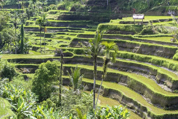 Zöld rizsföldek teraszok közelében Ubud, trópusi sziget Bali, Indonézia. Természet-koncepció — Stock Fotó