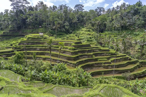 Πράσινα χωράφια ρυζιού σε βεράντες κοντά στο Ουμπούντ, το τροπικό νησί Μπαλί, την Ινδονησία. Έννοια της φύσης — Φωτογραφία Αρχείου