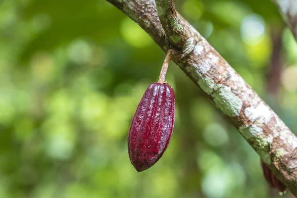 Fagiolo di cacao rosso sull'albero in Indonesia — Foto Stock