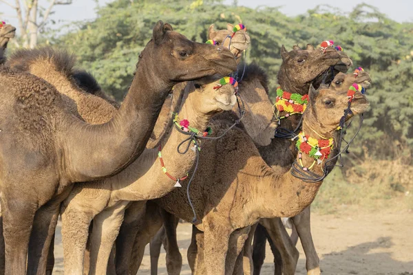 Wielbłądy w pustyni Thar podczas Pushkar Camel Fair, Rajasthan, Indie — Zdjęcie stockowe