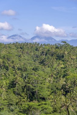 Pirinç tarlaları, palmiye ağacı ve Agung yanardağı ile güneşli gün Adası Bali, Endonezya'da manzara. Doğa ve seyahat kavramı