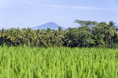 Pirinç tarlaları, palmiye ağacı ve Agung yanardağı ile güneşli gün Adası Bali, Endonezya'da manzara. Doğa ve seyahat kavramı