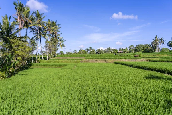 Paesaggio con risaie e palme nella giornata di sole sull'isola di Bali, Indonesia. Natura e concetto di viaggio — Foto Stock