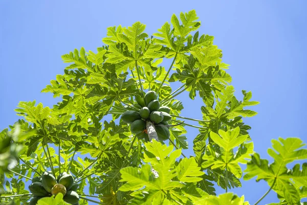 Groene papaja vruchten van papaja boom in de tuin in Ubud, island Bali, Indonesië . — Stockfoto