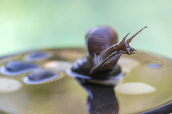 A snail in a shell crawls on a ceramic pot with water, summer day in garden, close up, Bali, Indonesia — Stock Photo, Image