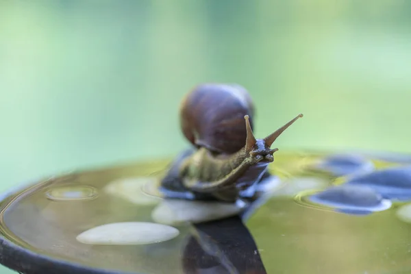 Eine schnecke im gehäuse kriecht auf einem keramischen topf mit wasser, sommertag im garten, close up, bali, indonesien — Stockfoto