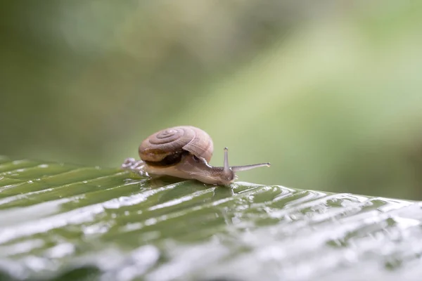 Snail in shell crawling on the green palm leaf, summer day in garden, close up, Thailand — Stock Photo, Image