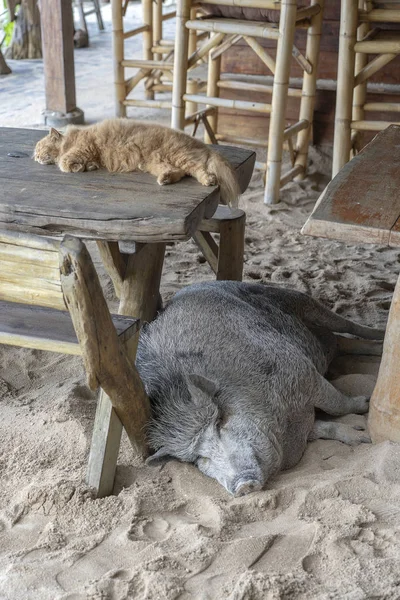 Cerdo grande con gato jengibre durmiendo en la arena cerca de la cafetería de playa, Tailandia. De cerca. — Foto de Stock