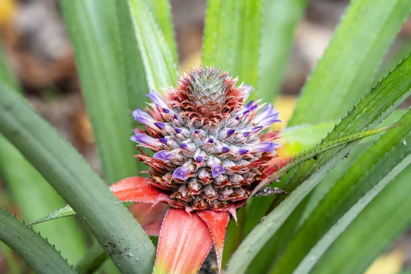 ファームガーデンでパイナップルの赤ちゃんの花と緑の葉, 小さなトロピカルフルーツクローズアップ — ストック写真