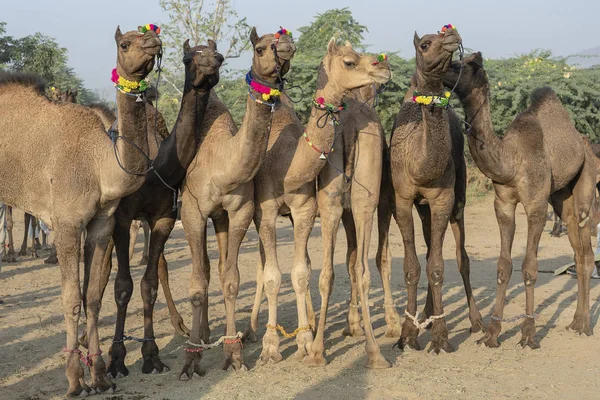 Wielbłądy w pustyni Thar podczas Pushkar Camel Fair, Rajasthan, Indie — Zdjęcie stockowe