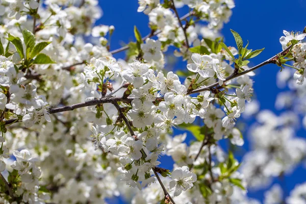 White flowers of the cherry blossoms on a spring day over blue sky background. Flowering fruit tree in Ukraine, close up — Stock Photo, Image