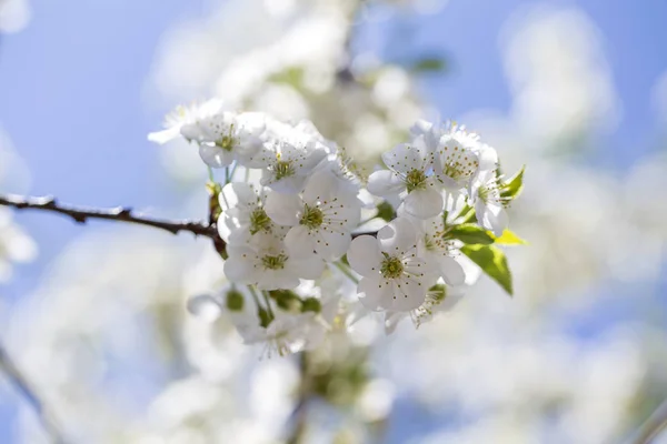 Flores blancas de los cerezos florecen en un día de primavera sobre el fondo azul del cielo. Árbol frutal con flores en Ucrania, de cerca — Foto de Stock