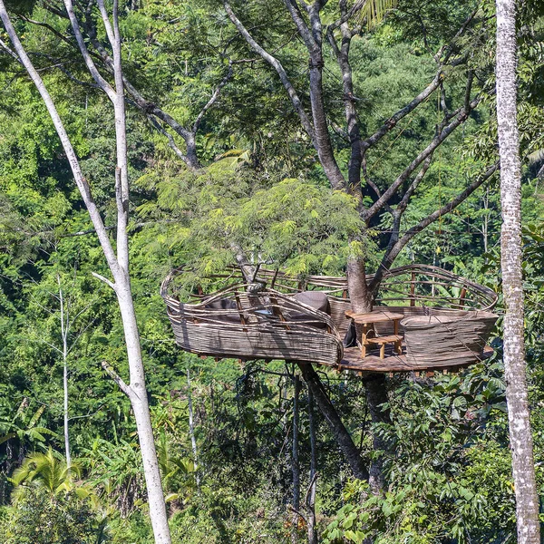 Área de recreação extrema em uma árvore tropical alta na selva perto dos terraços de arroz na ilha Bali, Indonésia — Fotografia de Stock