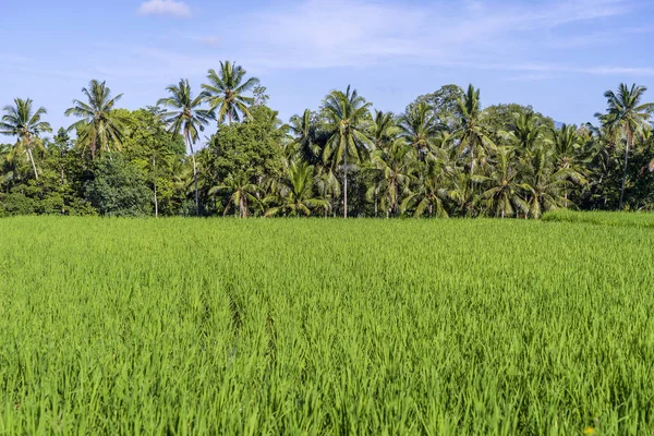 Paisagem com campos de arroz e palmeira no dia ensolarado na ilha de Bali, Indonésia. Natureza e conceito de viagem — Fotografia de Stock