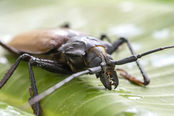 Giant Fijian longhorn beetle from island Koh Phangan, Thailand. Closeup, macro. Giant Fijian long-horned beetle, Xixuthrus heros is one of largest living insect species.Large tropical beetle species — Stock Photo, Image