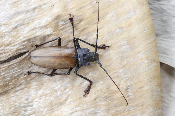 Giant Fijian longhorn beetle from island Koh Phangan, Thailand. Closeup, macro. Giant Fijian long-horned beetle, Xixuthrus heros is one of largest living insect species.Large tropical beetle species