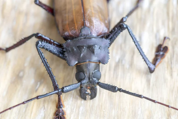 Giant Fijian longhorn beetle from island Koh Phangan, Thailand. Closeup, macro. Giant Fijian long-horned beetle, Xixuthrus heros is one of largest living insect species.Large tropical beetle species — Stock Photo, Image