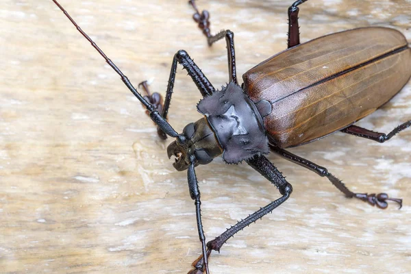 Escarabajo gigante fiyiano de cuerno largo de la isla Koh Phangan, Tailandia. Primer plano, macro. Escarabajo gigante fiyiano de cuernos largos, Xixuthrus héroes es una de las especies de insectos vivos más grandes. —  Fotos de Stock