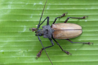 Ada Koh Phangan, Tayland dev Fiji Longhorn Beetle. Plan, makro. Dev Fiji uzun boynuzlu böcek, Xixuthrus Heros en büyük yaşayan böcek türlerinden biridir. Büyük tropikal böcek türleri