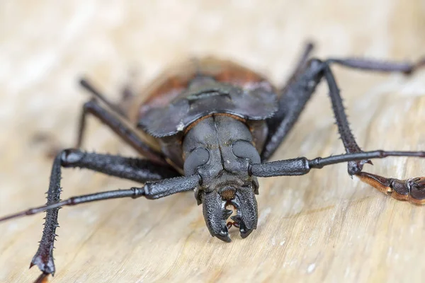 Escarabajo gigante fiyiano de cuerno largo de la isla Koh Phangan, Tailandia. Primer plano, macro. Escarabajo gigante fiyiano de cuernos largos, Xixuthrus héroes es una de las especies de insectos vivos más grandes. — Foto de Stock