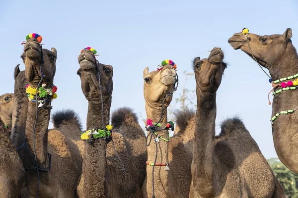 印度拉贾斯坦邦普什卡尔骆驼博览会期间,沙漠塔尔的骆驼 — 图库照片
